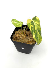Load image into Gallery viewer, Philodendron Gloriosum Variegated E