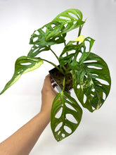 Load image into Gallery viewer, Monstera Adansonii Albo Variegated G