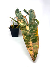 Load image into Gallery viewer, Philodendron Billietiae Variegated A