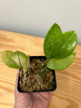 Load image into Gallery viewer, 130. Zamioculcas Zamiifolia ‘ZZ’ Variegated