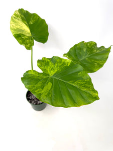 Alocasia Odora Aurea Variegated
