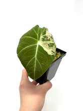 Load image into Gallery viewer, Alocasia Black Velvet Variegated C