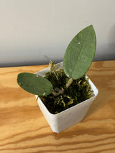 Load image into Gallery viewer, 33. Hoya Silver Dollar
