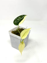 Load image into Gallery viewer, Scindapsus Mayari Variegated D