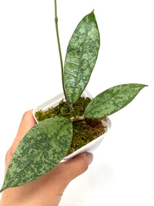 Hoya Lambii Silver C