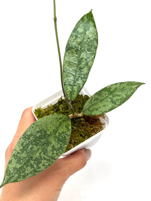 Hoya Lambii Silver C
