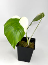Load image into Gallery viewer, Monstera Deliciosa Albo Variegated A