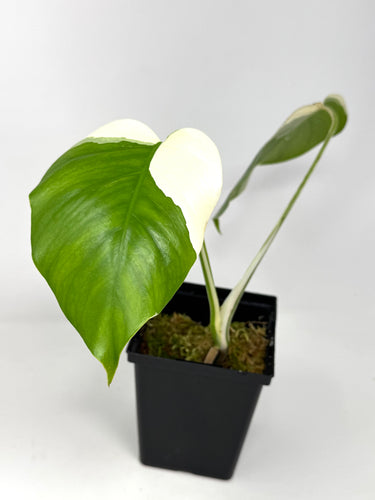 Monstera Deliciosa Albo Variegated A