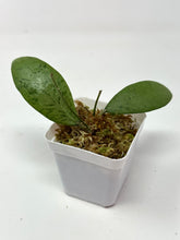 Load image into Gallery viewer, Erythrostemma Silver Leaves