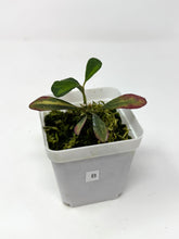 Load image into Gallery viewer, Hoya Manipurensis Variegated B
