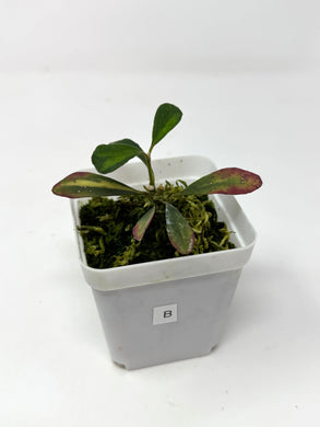 Hoya Manipurensis Variegated B