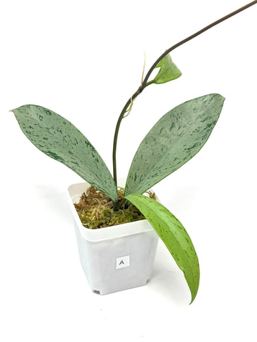Hoya Pubicalyx Pink Silver Ghost A