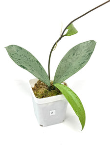 Hoya Pubicalyx Pink Silver Ghost A
