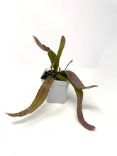 Load image into Gallery viewer, Pseudorhipsalis Ramulosa (Ships within Canada only)