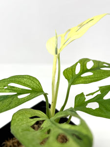 Monstera Adansonii Variegated H