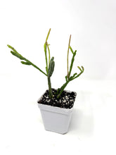 Load image into Gallery viewer, Rhipsalis Ewaldiana- Ships within Canada only