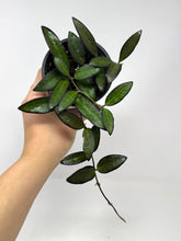 Load image into Gallery viewer, Hoya Rosita