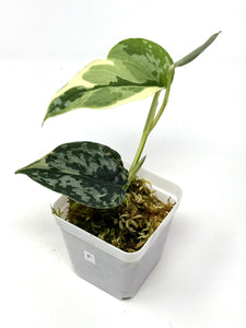 Scindapsus Mayari Variegated F
