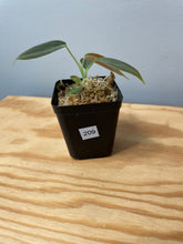 Load image into Gallery viewer, 209. Philodendron Glorious (juvenile)
