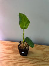Load image into Gallery viewer, 235. Philodendron Bipennifolium Variegated (reverted)