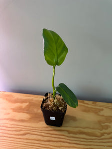 235. Philodendron Bipennifolium Variegated (reverted)