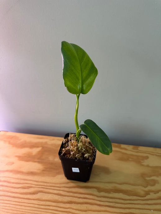 235. Philodendron Bipennifolium Variegated (reverted)