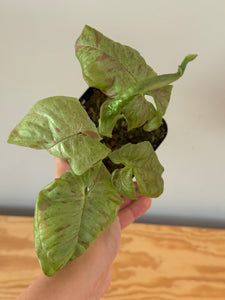 285. Syngonium Podophyllum Milk Confetti