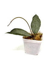 Load image into Gallery viewer, Hoya Mitrata Silver H