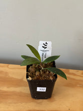 Load image into Gallery viewer, 332. Hoya Memoria