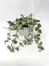 Load image into Gallery viewer, Hoya Lacunosa Super Silver 6” (Hanging Basket)