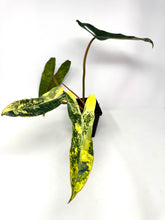 Load image into Gallery viewer, Philodendron Billietiae Variegated A