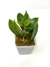 Load image into Gallery viewer, Hoya Sunrise