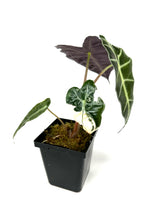 Load image into Gallery viewer, Alocasia Amazonica Variegated F