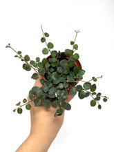 Load image into Gallery viewer, Codonanthe Devosiana &#39;Paula&#39;