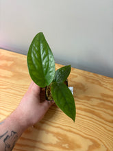 Load image into Gallery viewer, 41. Amydrium Medium