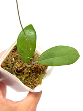 Load image into Gallery viewer, Hoya Erythrostemma Silver