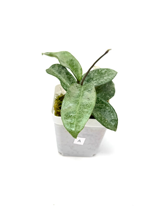Hoya Carnosa Grey Ghost A