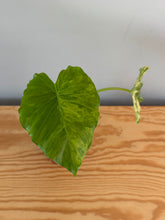Load image into Gallery viewer, 266. Alocasia Odora Yellow Variegated