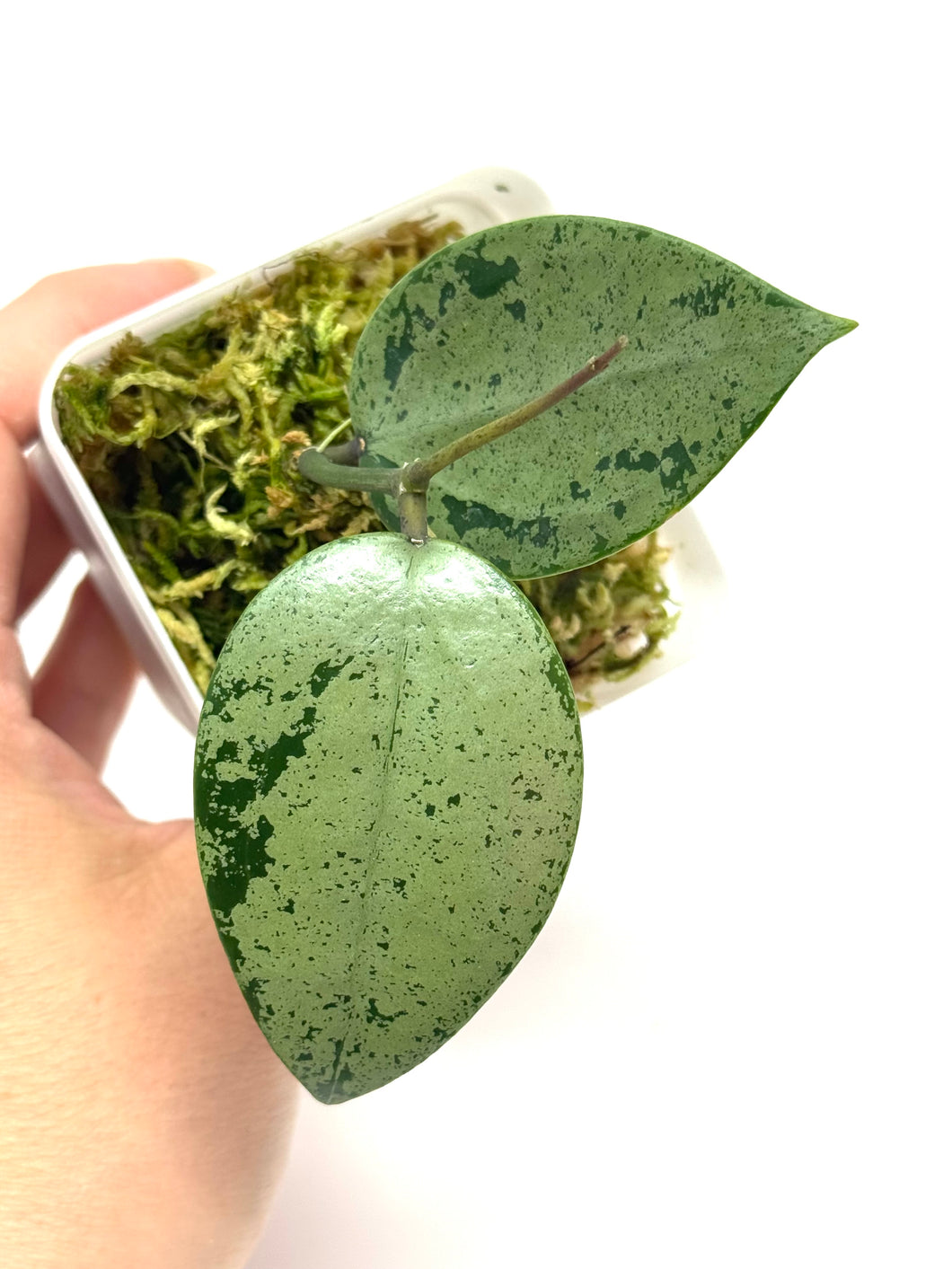 Hoya Verticillata Heart Leaf Silver