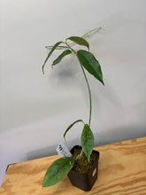Load image into Gallery viewer, 102. Hoya Cystiantha