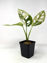 Load image into Gallery viewer, Monstera Adansonii Variegated C