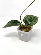 Load image into Gallery viewer, Hoya Glabra Silver C