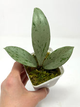 Load image into Gallery viewer, Hoya Pubicalyx Pink Silver Ghost A