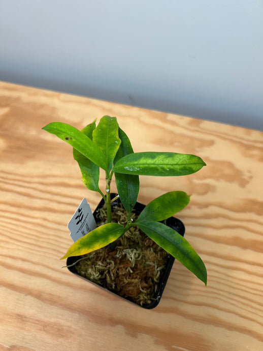 137. Hoya Multiflora Javanica Thai Splash