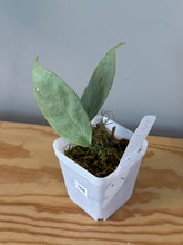 Load image into Gallery viewer, 168. Hoya Coriacea Silver