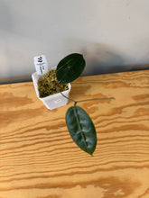 Load image into Gallery viewer, 175. Hoya Megalaster