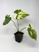 Load image into Gallery viewer, Philodendron Gloriosum Variegated C
