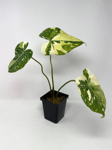 Philodendron Gloriosum Variegated C