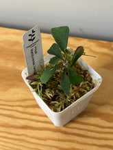 Load image into Gallery viewer, 53. Hoya Manipurensis Variegated