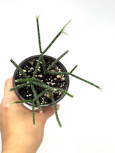 Load image into Gallery viewer, Rhipsalis Pilocarpa (ships within Canada only)